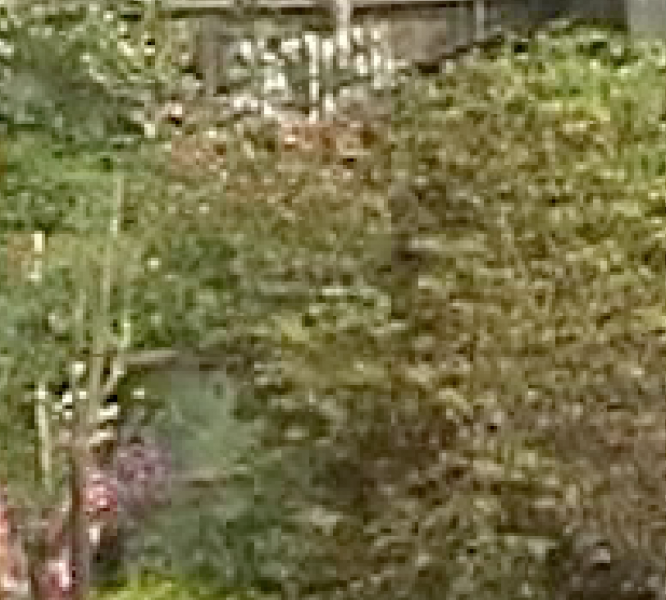 Файл:DV пример 003.png